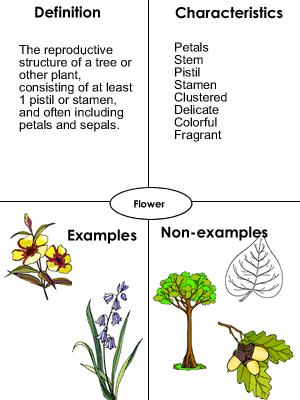 Example of Frayer Model using Flower