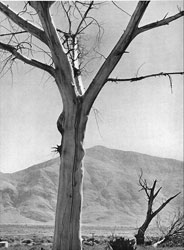 Ansel Adams photo of tree