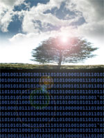 tree and binary code